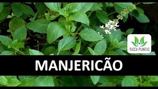 MANJERICÃƒO Como cultivar e fazer mudas [upl. by Yriek352]