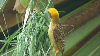 Macho de Tejedor baya Ploceus philippinus en Bueng Boraphet [upl. by Normie]