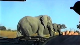 Elephants of Savute Botswana Up Close and Beautiful [upl. by Erreid92]