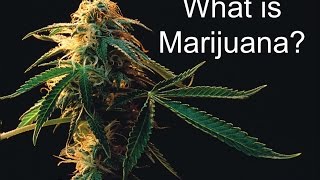 What is Marijuana [upl. by Plank]