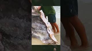 Shark Attack on huge Sunfish fishing shortfeeds ytshorts [upl. by Eedoj]