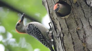 Baby redbellied woodpecker call load sounds while parents delivering food to nest [upl. by Ettelrahc]