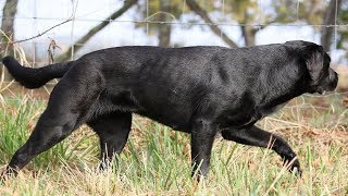 BEST OF LABRADOR  THE MOST STUNNING BLACK LABRADOR RETRIEVER [upl. by Ryle]