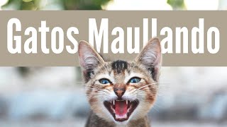 MAULLIDOS DE GATOS TIERNOS [upl. by Florry]