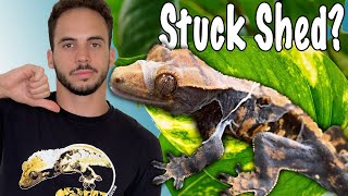 Crested Gecko Shedding Issues Watch This [upl. by Gery625]