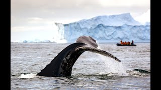 REJS  ANTARKTYDA FALKLANDY MALWINY POŁUDNIOWA GEORGIA [upl. by Bronk807]