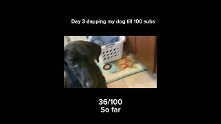 Day 3 dapping my dog till 100 subs [upl. by Verneuil]