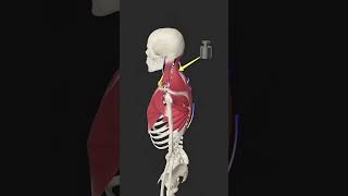 Upper Cross Syndrome anatomy animation humananatomy humanbody shortsfeed science [upl. by Quillan680]