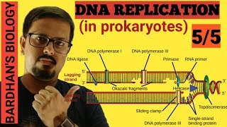 DNA REPLICATION in prokaryotes in HINDI 55 [upl. by Nyltiac]