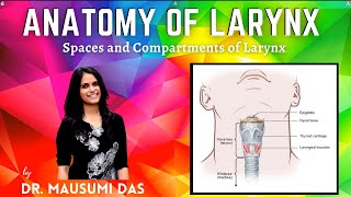 Anatomy of Larynx  Spaces and Compartments of Larynx [upl. by Neelsaj]