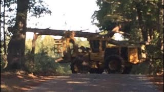 Cutting big pine trees with feller buncher machine [upl. by Adalbert]