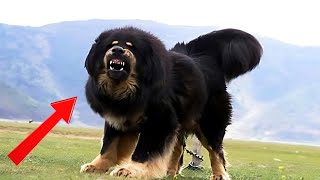 Is Tibetan Mastiff Worth It Own A Mastiff [upl. by Pederson127]