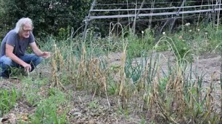 Le Potager du Paresseux  Quand récolter lail  Résultat dun essai de variétés dhiver [upl. by Ihel345]