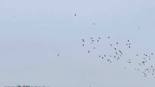 Murmuration Birds Jaywick Sands [upl. by Lust]