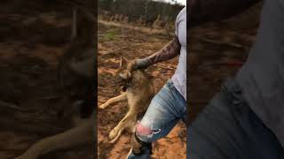 Live Market coyote trapping trapper [upl. by Julissa]