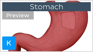 Stomach mucosa and muscle layers preview  Human Anatomy  Kenhub [upl. by Bernete]