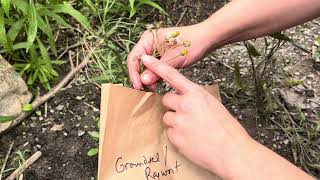 How to harvest Groundsel or Ragwort Packera seeds [upl. by Nilknarf]