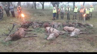 Best of Drivenhunt Poland WildboarReed Deer [upl. by Arammat]