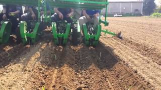 Trapianto transplant 2014 Arundo donax Arundo Italia Video [upl. by Novit]