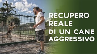 Recupero reale di un cane aggressivo [upl. by Michale]