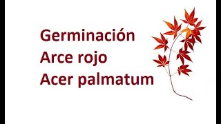 Germinación semillas Acer palmatum  Arce rojo  Arce japonés  Anum [upl. by Christabel]