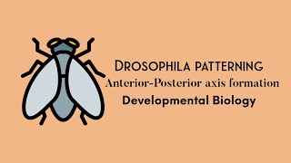 Drosophila development  AnteriorPosterior axis formation  Developmental biology [upl. by Nalra]