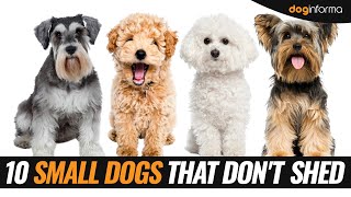 10 Small Dog Breeds That Dont Shed  Non Shedding Hypoallergenic Small Dogs [upl. by Sebbie]