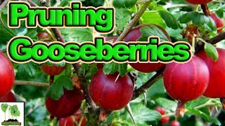 How To Prune Gooseberries for High Yields [upl. by Lorraine]