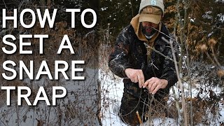 Snare Trapping For Coyotes And Game Animals  How To Set Snare Traps [upl. by Coucher]