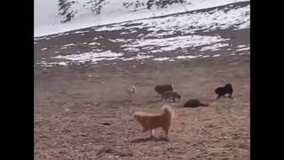 Snow leopard vs 5 tibetan mastiffs [upl. by Nortad]