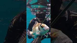 Dorade royale dans 2m de fond 💥ONOFF 🤩 chassesousmarine spearfishing pesca epsealonofficial [upl. by Otineb]