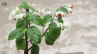 Bleeding Heart Propagation From Cuttings With Update [upl. by Einnaoj]