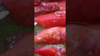 Bahura ng Tigpulo fishing philippines spearfishingphilipines speargun fypシ゚viral [upl. by Renrut]