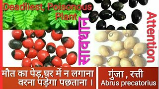 Deadliest amp Poisonous PlantRosery Pea Abrus precatorius रत्ती गुंजा [upl. by Edithe]