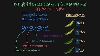 Dihybrid Cross Explained [upl. by Ahsyas]