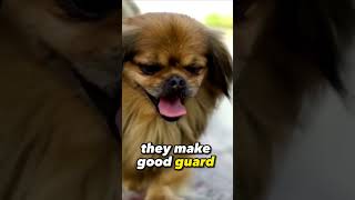 Worlds Smallest Dog Breeds 🌟 quotPekingese The Imperial Guardians of Lovequot 🌟 [upl. by Mia]