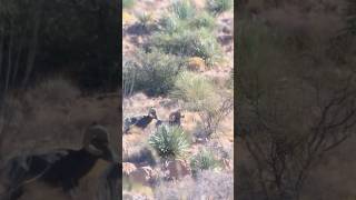 New Mexico Desert Sheep [upl. by Benjamin]