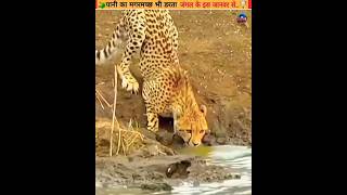 सबसे खतरनाक हमले  Most Dangerous Crocodile Attacks cheetah  Vs 🐊🤯shorts viral facts [upl. by Moreen196]