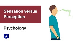 Sensation versus Perception  Psychology [upl. by Rudwik]