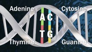 DNA Methylation [upl. by Amy656]