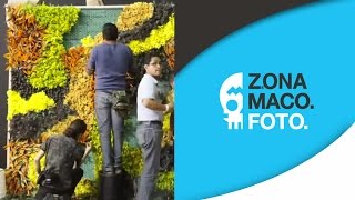 Zona Maco  Flores Cosmos Teaser [upl. by Etam]