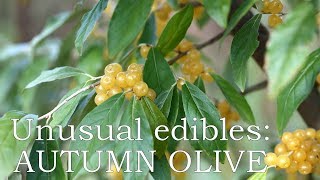 Unusual edibles Autumn olive Amber [upl. by Ardle]