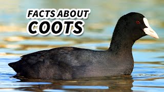 Coot Facts NOT a DUCK  Animal Fact Files [upl. by Kalina]