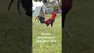 Green country game farm Batangas shortviral chickenbreeds shortvideo [upl. by Hannavas]