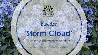 Storm Cloud Bluestar  Walters Gardens [upl. by Rendrag]