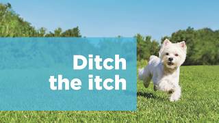 Dog Allergies Ditch The Itch With Hills Derm Defense [upl. by Briscoe945]