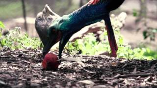 Cassowary at Currumbin Wildlife Sanctuary [upl. by Adnouqal]