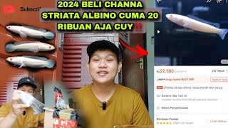 2024 Beli channa striata albino mata merahh di warunk channa‼️ [upl. by Eeloj]