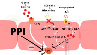 Proton pump inhibitors and their mechanism of action [upl. by Idet]