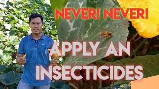 KALABASA FARMING BAWAL MAG APPLY NG INSECTICIDES kapag namumulaklak ang kalabasa Ating Alamin [upl. by Ithnan]